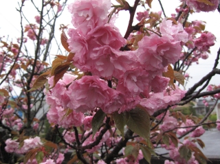 pict-IMG_1868
