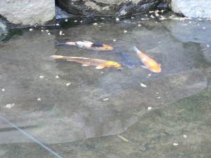 DSCN1286