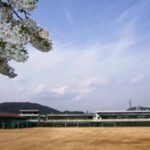 グランドの桜も満開です