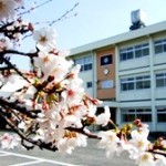 正門前の桜です