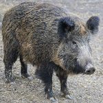 boar-2256297_640