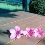 IMG_20230531_163858-1