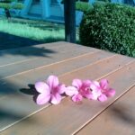 IMG_20230531_163858